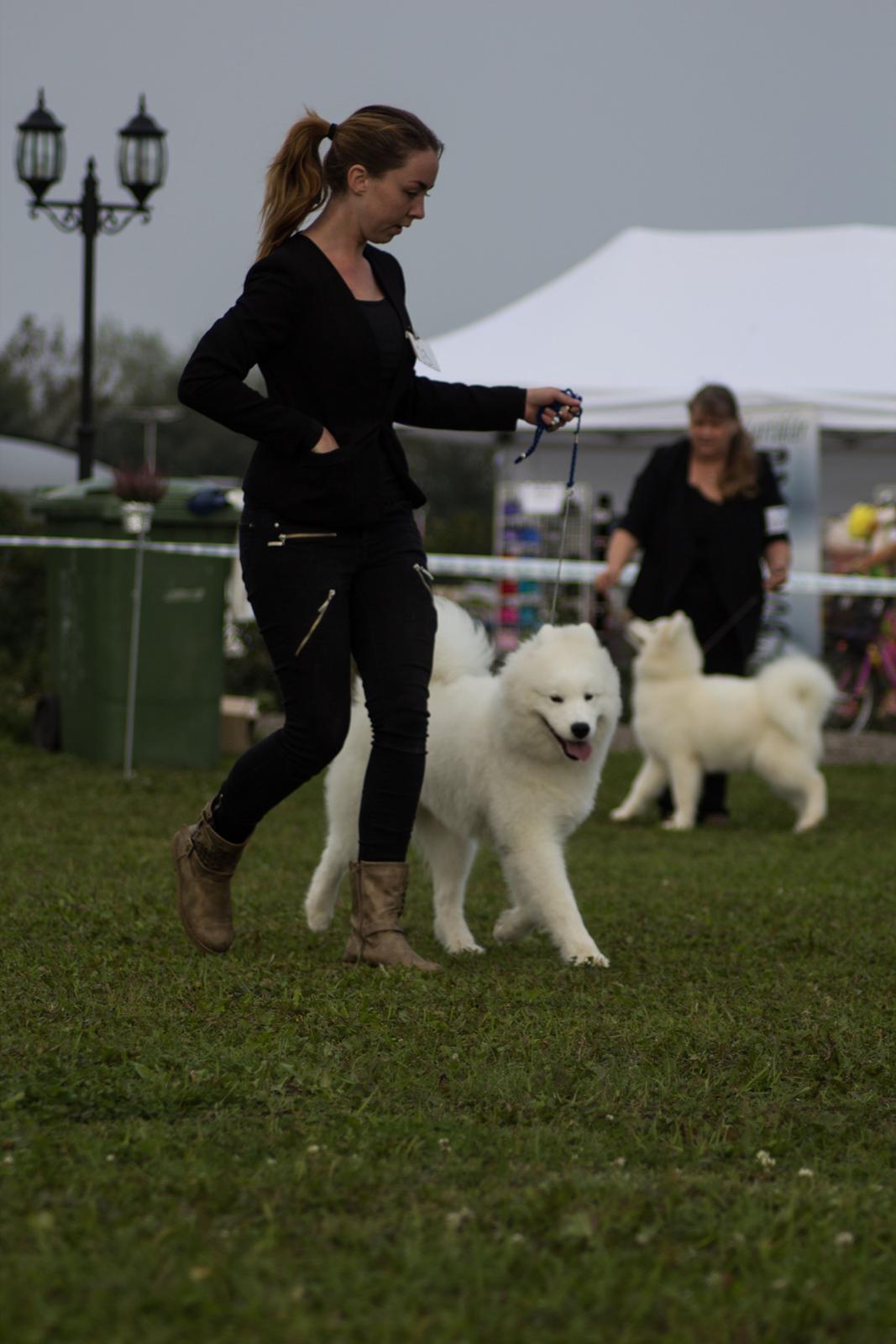 Samojedhund Whitespeciel's Blanc Bijou Raguel (Dexter) billede 7