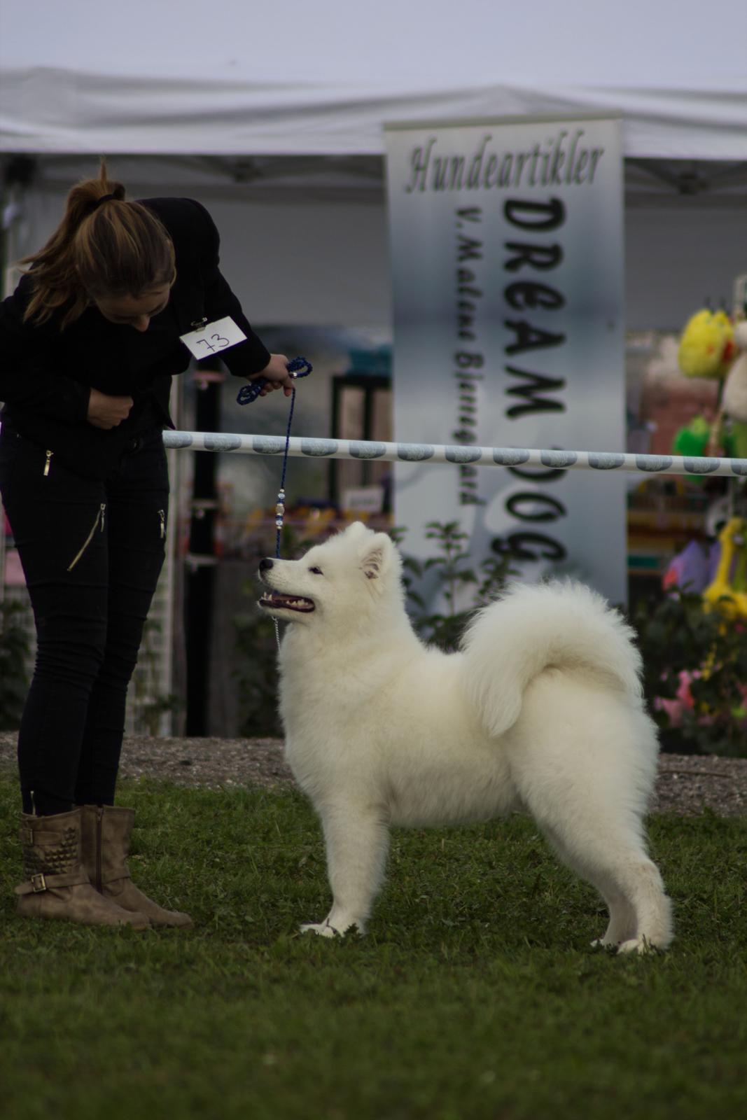 Samojedhund Whitespeciel's Blanc Bijou Raguel (Dexter) billede 6