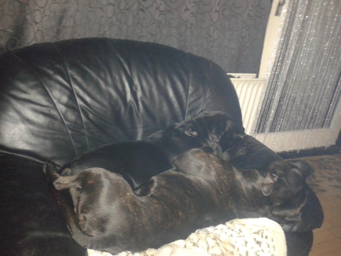 Staffordshire bull terrier Gucci. billede 26