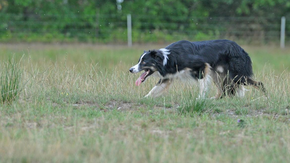 Border collie Krauholt Talented Yoda billede 42