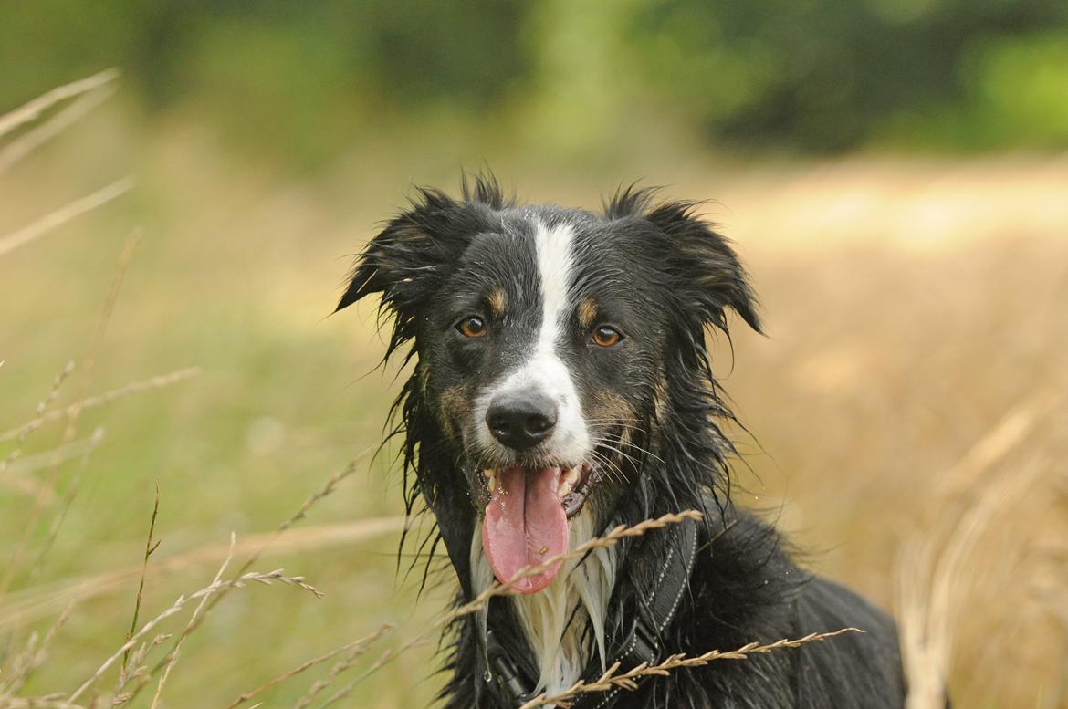 Border collie Krauholt Talented Yoda billede 45
