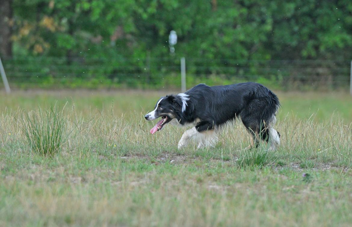 Border collie Krauholt Talented Yoda billede 44