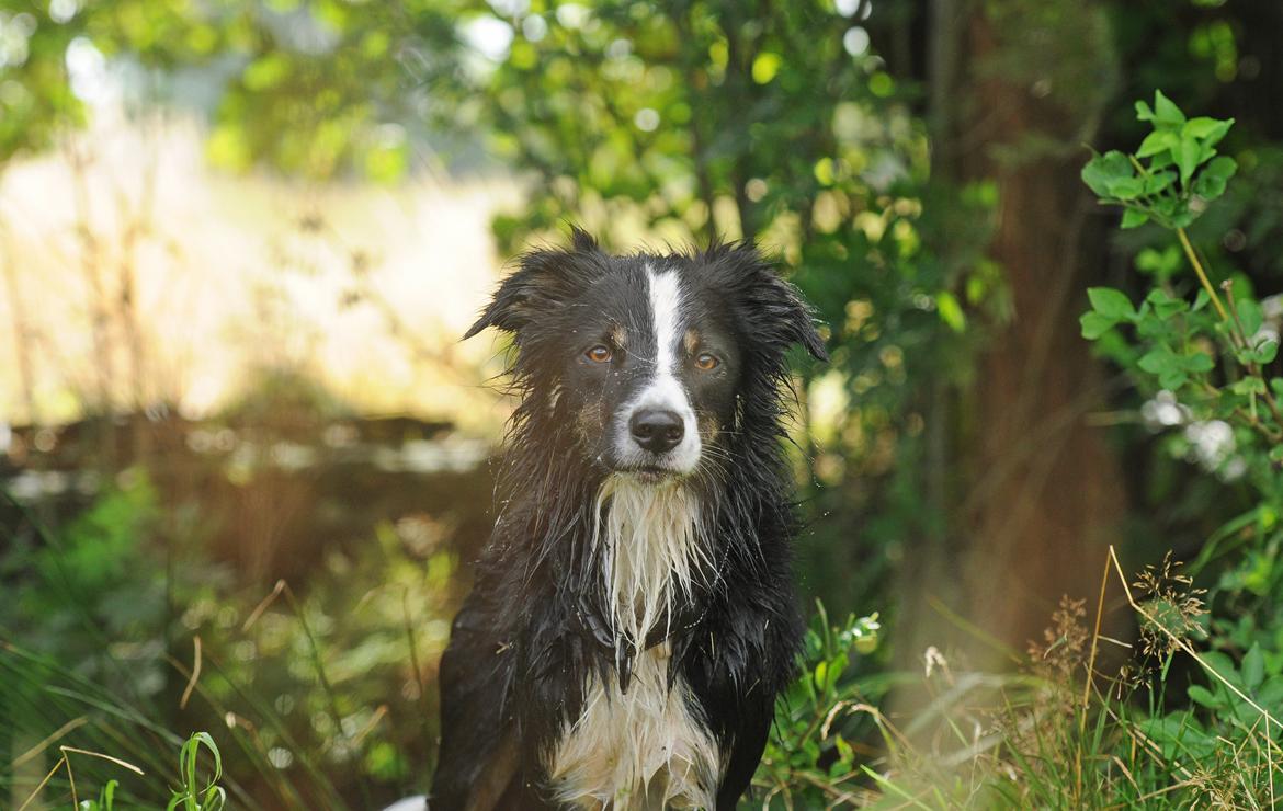 Border collie Krauholt Talented Yoda billede 46