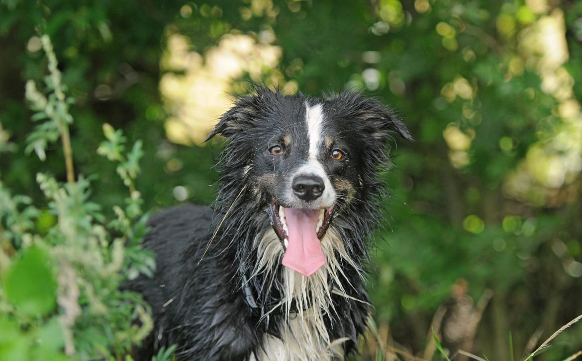 Border collie Krauholt Talented Yoda billede 47