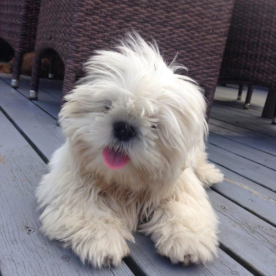 Blanding af racer Albert billede 4