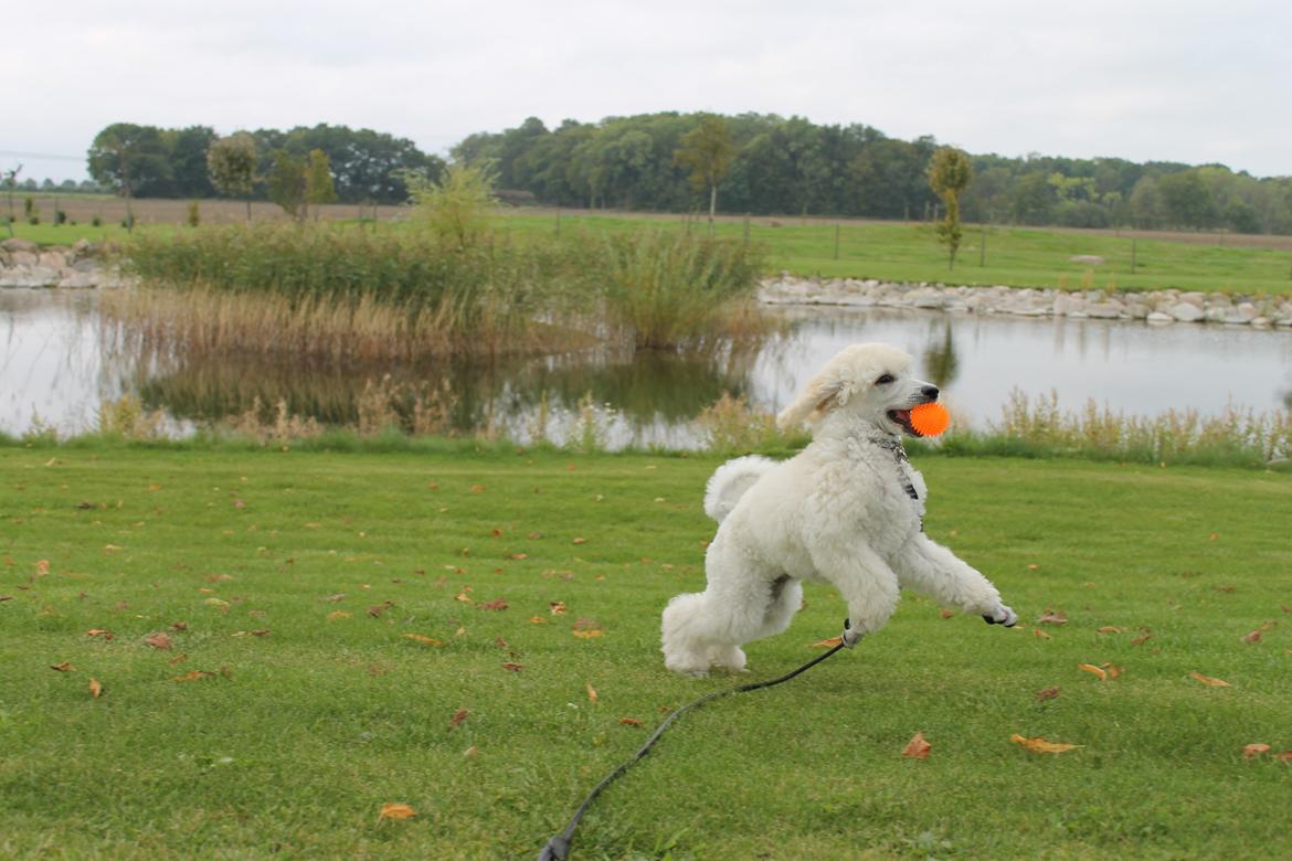 Storpuddel Tula - 10 uger billede 27