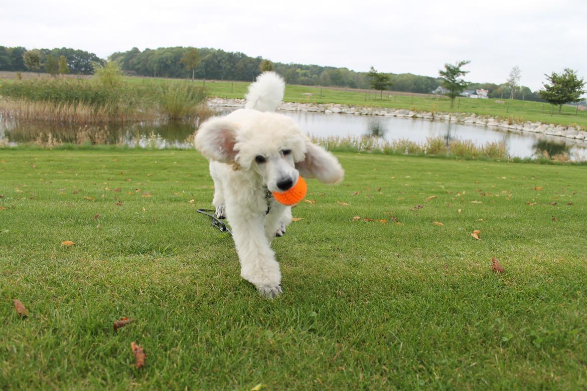 Storpuddel Tula - 10 uger billede 31