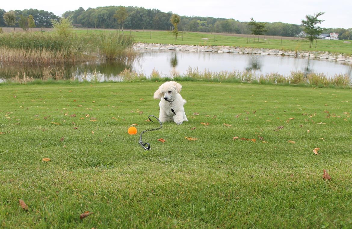 Storpuddel Tula - 10 uger billede 18