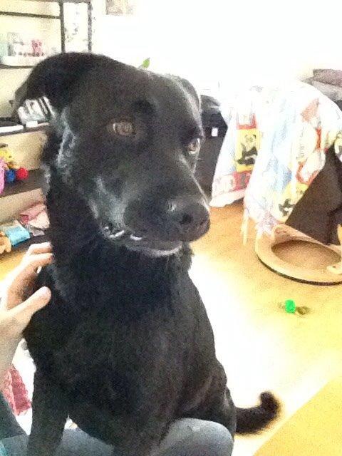 Blanding af racer Congo<3 R.I.P. ;( billede 1