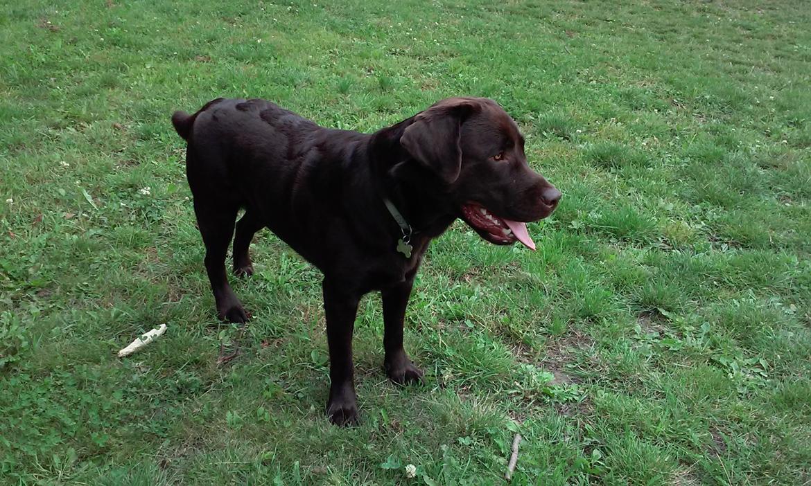 Labrador retriever Kenzo billede 13