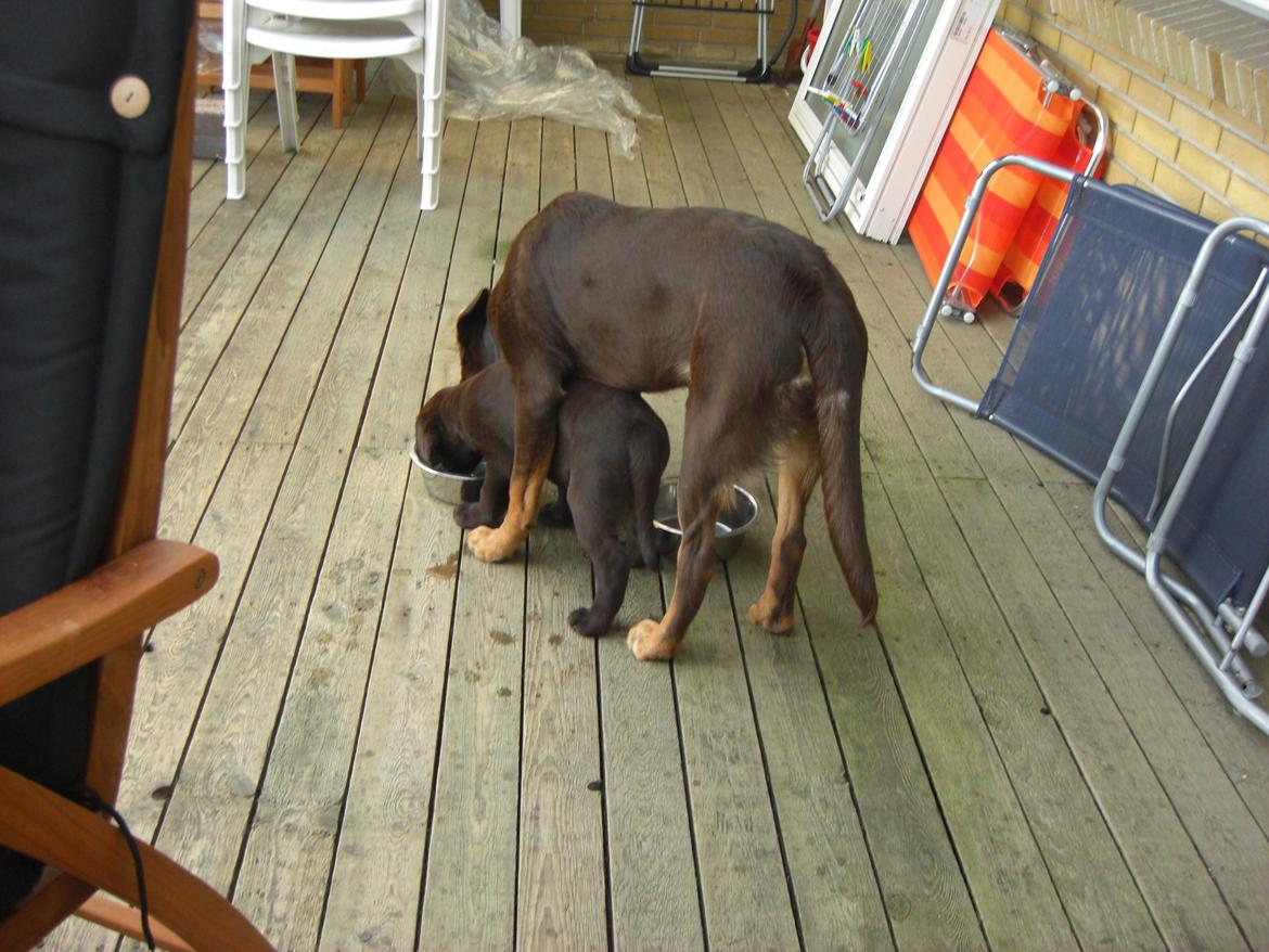 Labrador retriever Kenzo - Drikke pause.. Nemt når man kan stå sammen og drikke billede 7