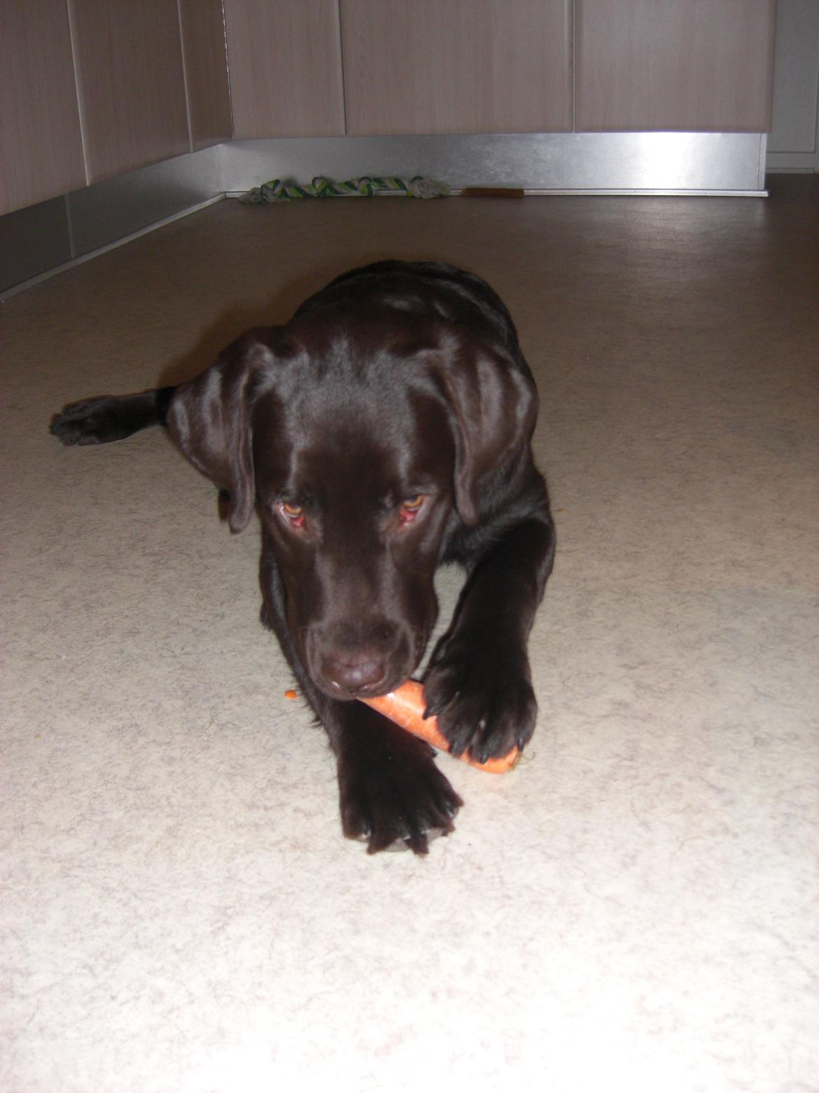 Labrador retriever Kenzo - Mums gulerod.. Gnaske gnaske  billede 11