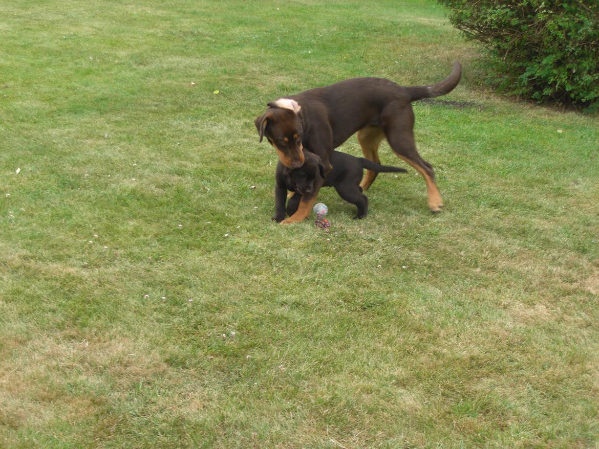 Labrador retriever Kenzo - Vild leg med vennen Simba. Kun en lille størrelsesforskel ;) billede 6