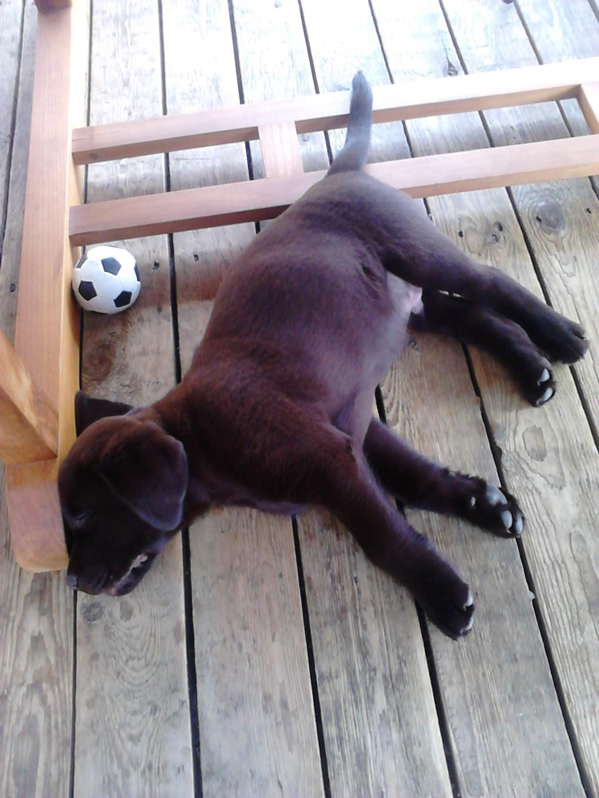 Labrador retriever Kenzo billede 4