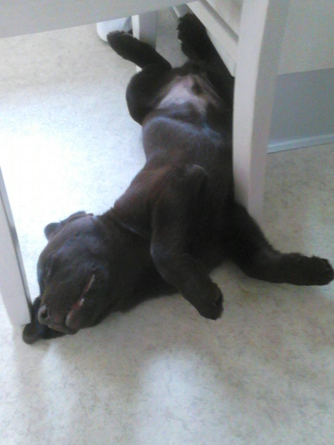 Labrador retriever Kenzo billede 10