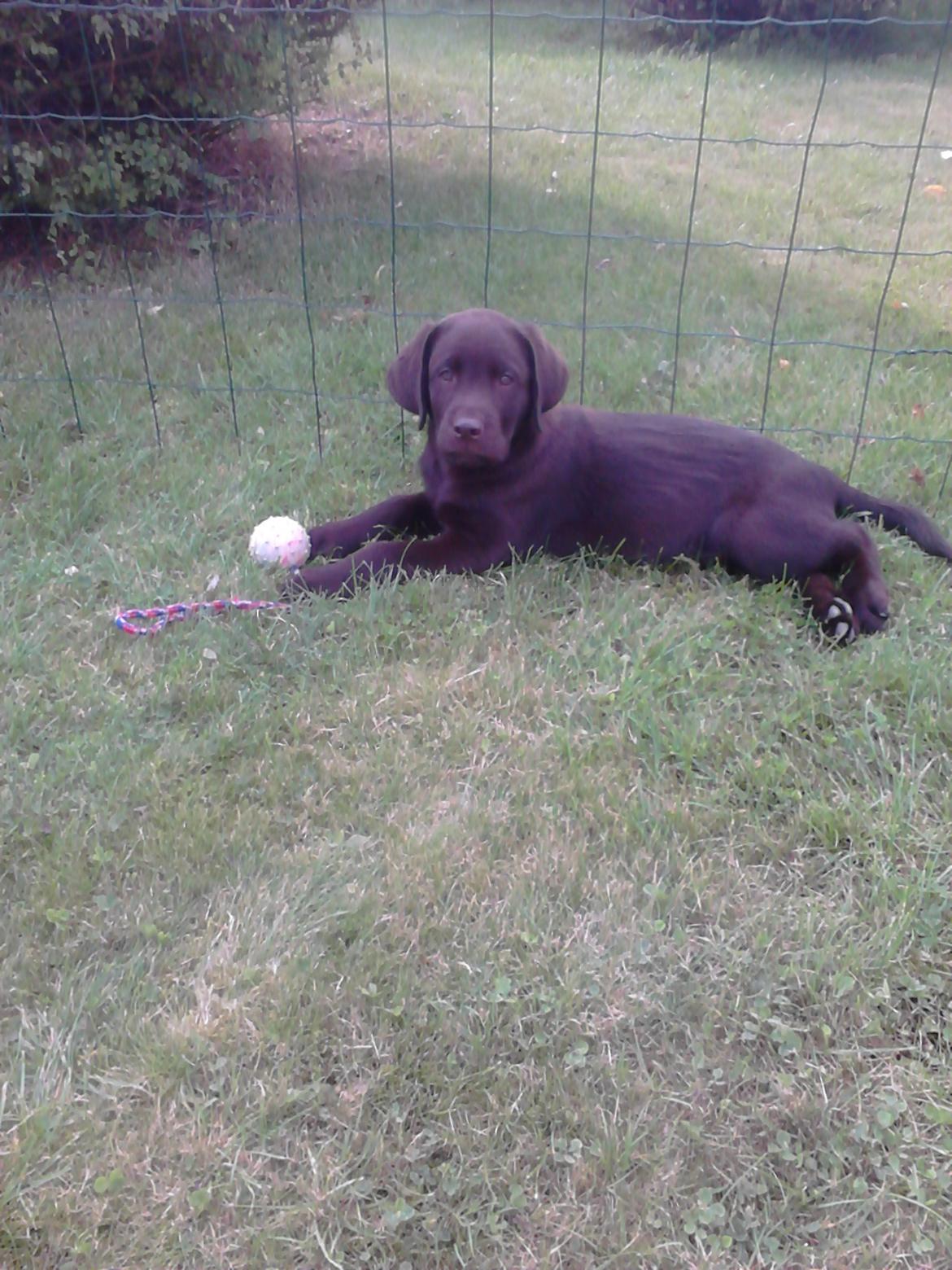 Labrador retriever Kenzo billede 9