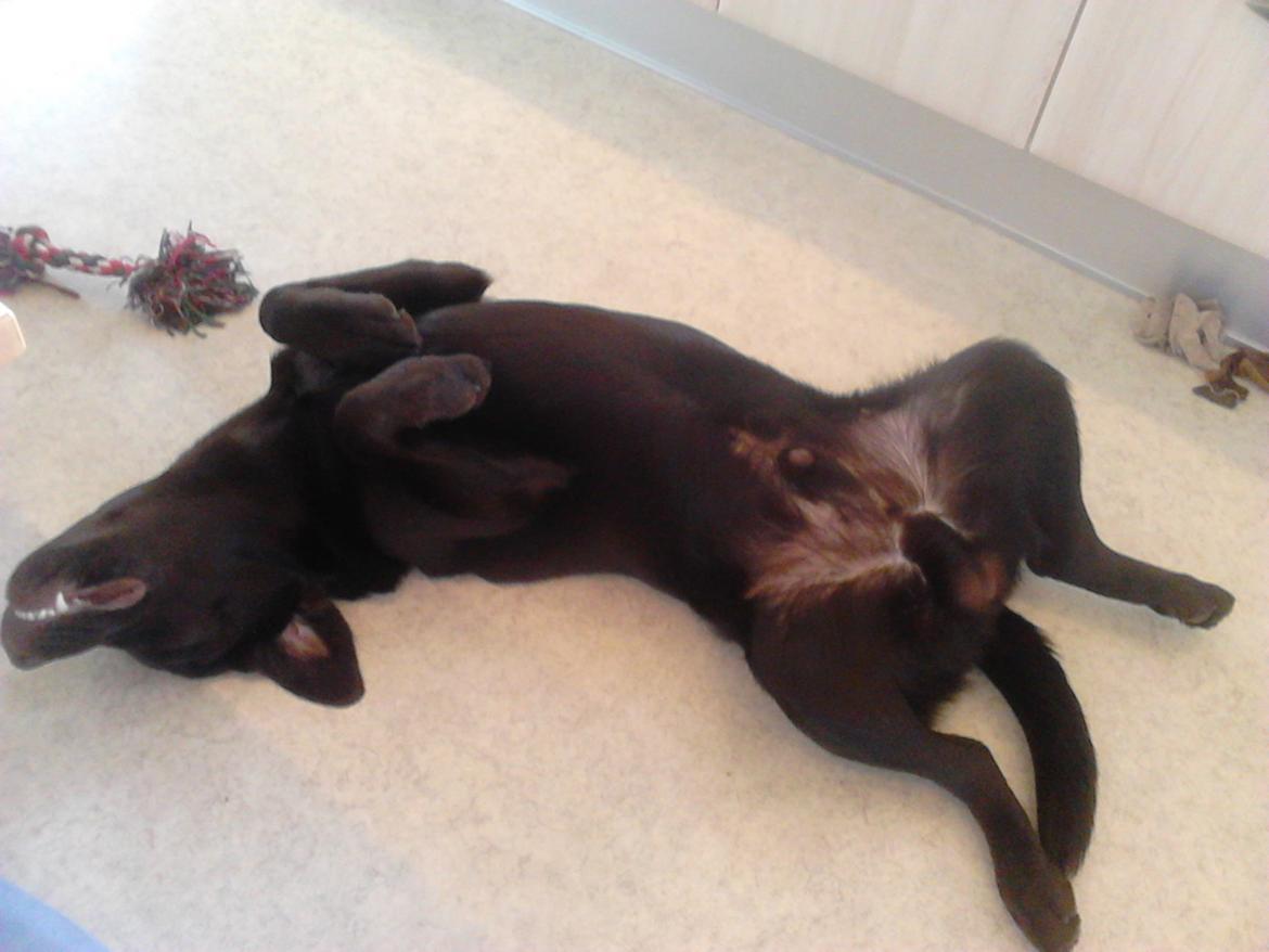 Labrador retriever Kenzo billede 16