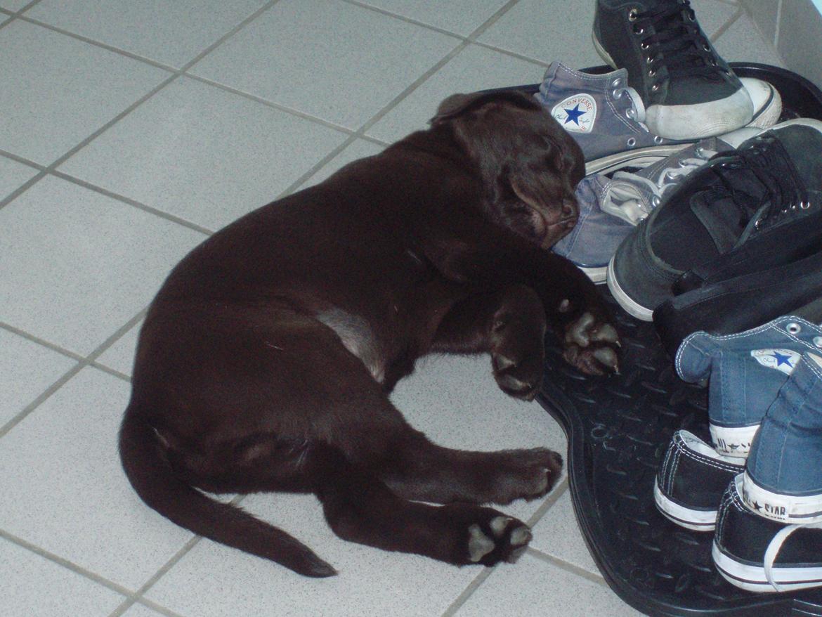 Labrador retriever Kenzo - Det er bedst, når man kan sove på nogle sko billede 8