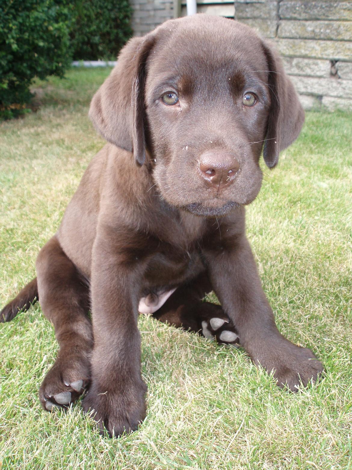 Labrador retriever Kenzo billede 1