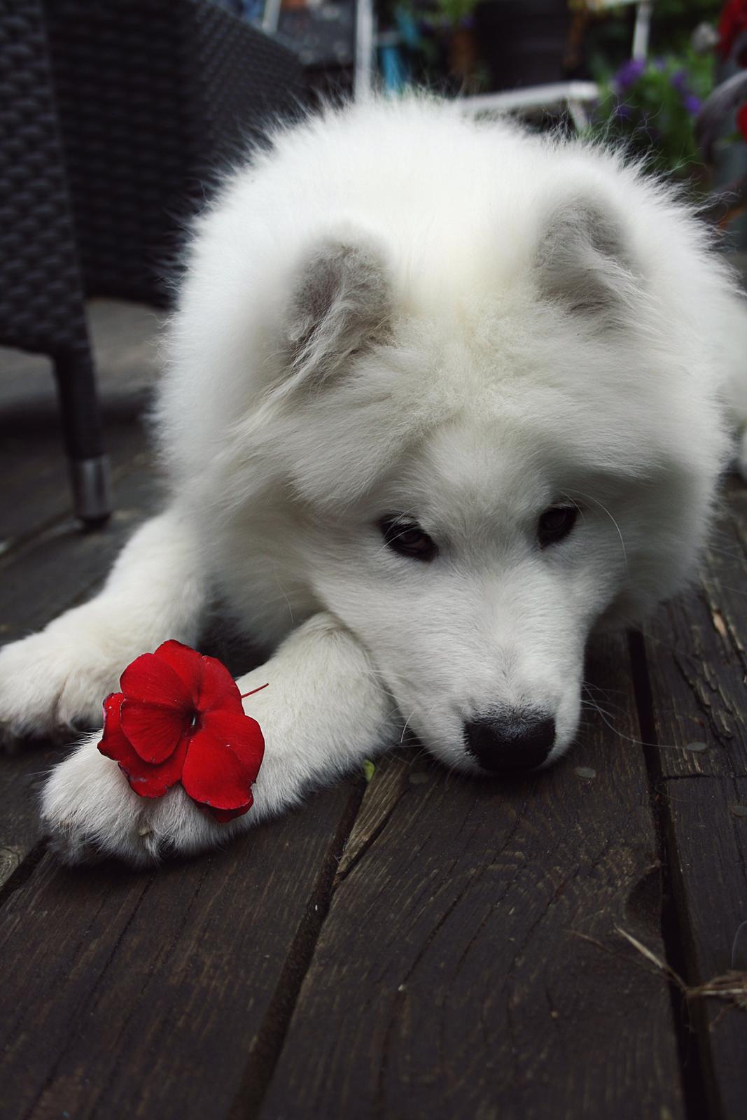 Samojedhund Whitespeciel's Blanc Bijou Raguel (Dexter) billede 1