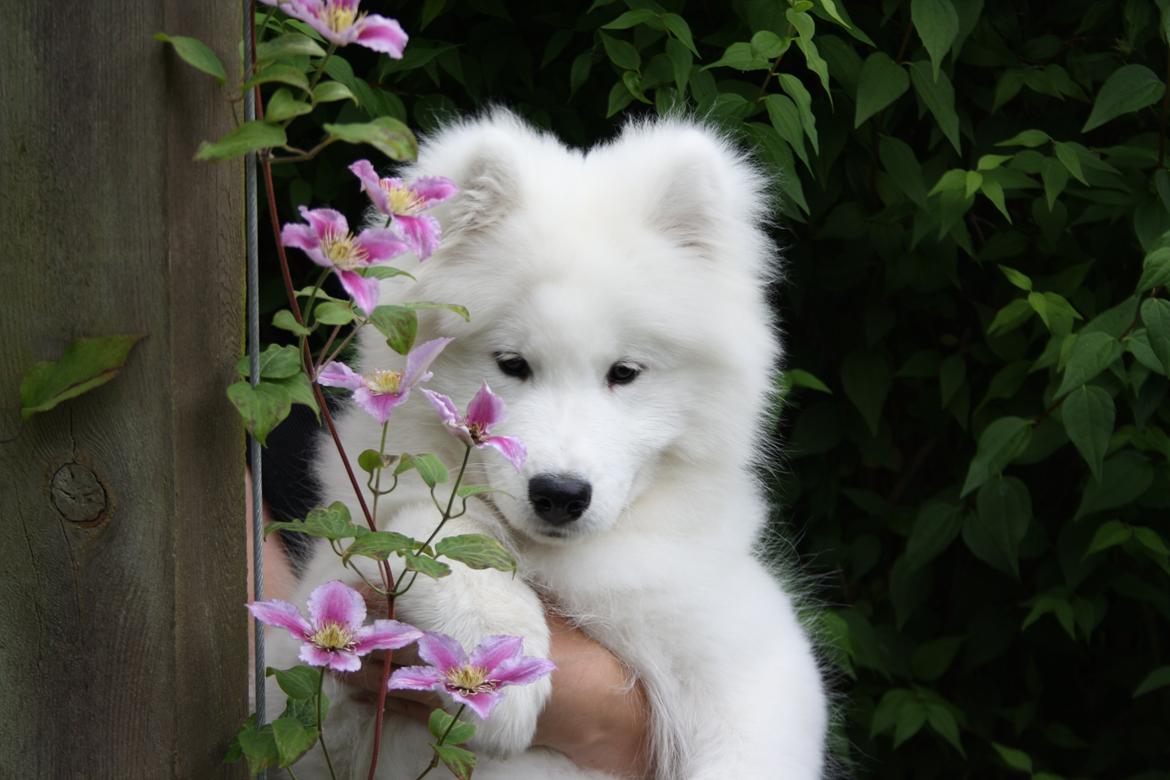 Samojedhund Whitespeciel's Blanc Bijou Raguel (Dexter) billede 2