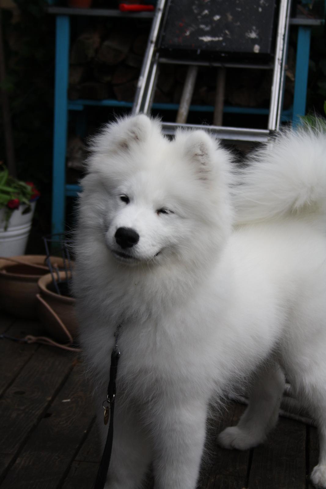 Samojedhund Whitespeciel's Blanc Bijou Raguel (Dexter) billede 3