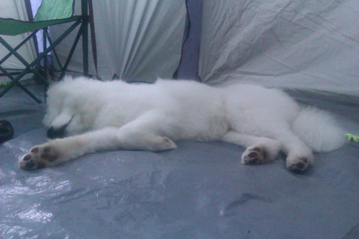 Samojedhund Whitespeciel's Blanc Bijou Raguel (Dexter) billede 25