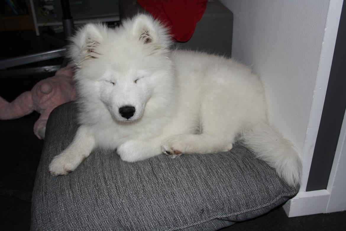 Samojedhund Whitespeciel's Blanc Bijou Raguel (Dexter) billede 13