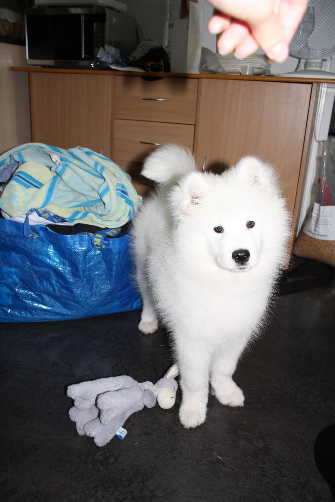 Samojedhund Whitespeciel's Blanc Bijou Raguel (Dexter) billede 15