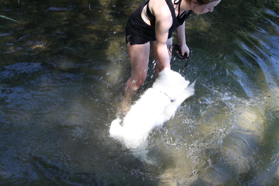 Samojedhund Whitespeciel's Blanc Bijou Raguel (Dexter) billede 16