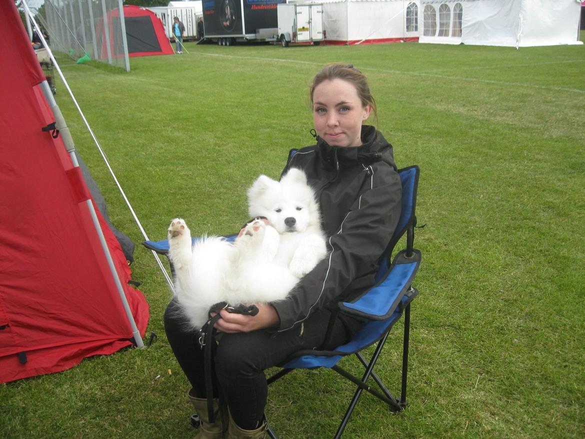 Samojedhund Whitespeciel's Blanc Bijou Raguel (Dexter) billede 8