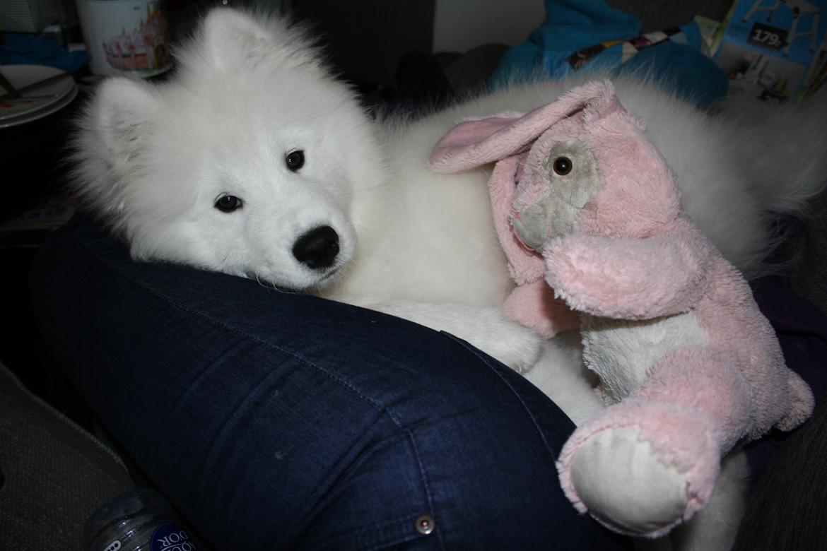 Samojedhund Whitespeciel's Blanc Bijou Raguel (Dexter) billede 14