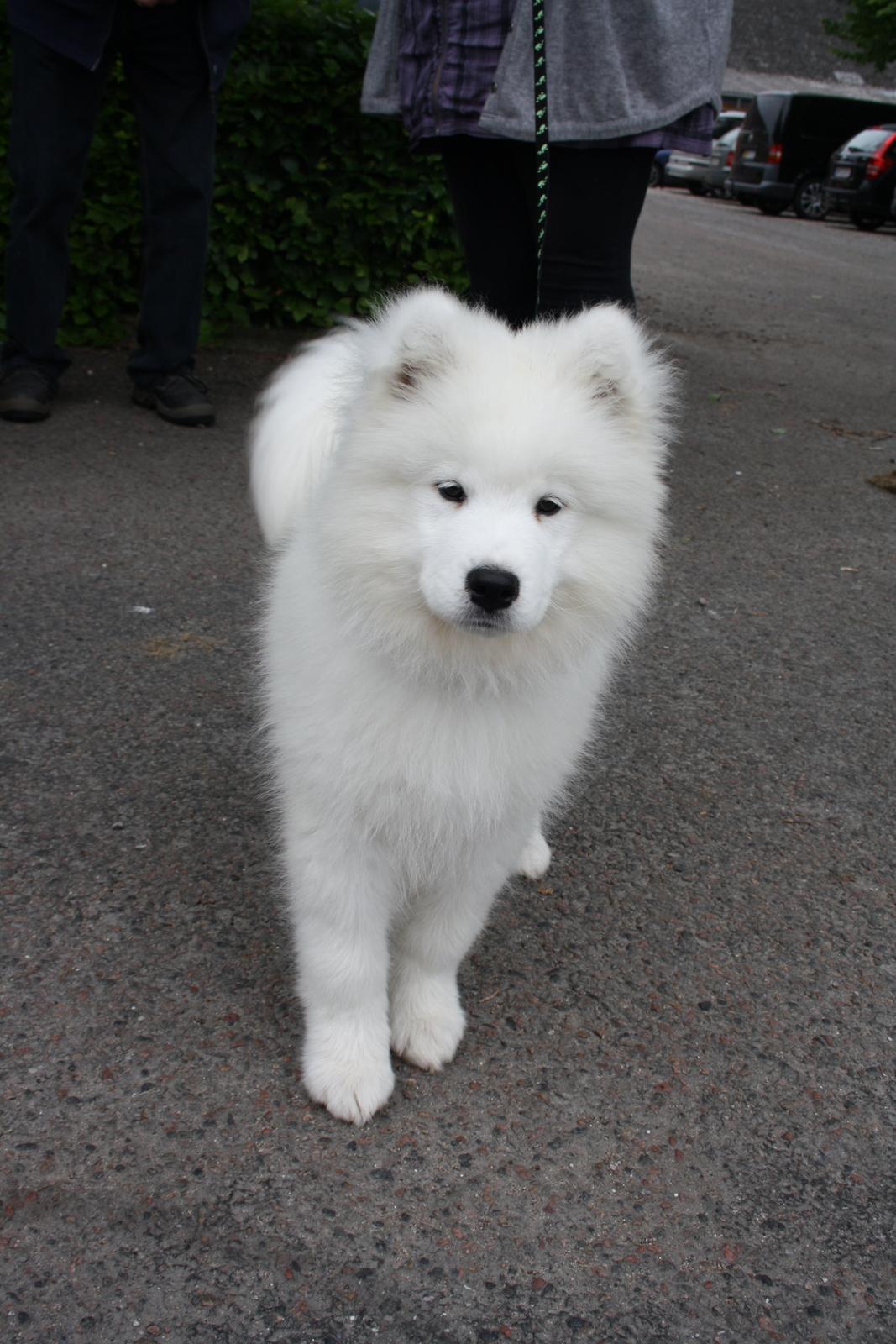 Samojedhund Whitespeciel's Blanc Bijou Raguel (Dexter) billede 20