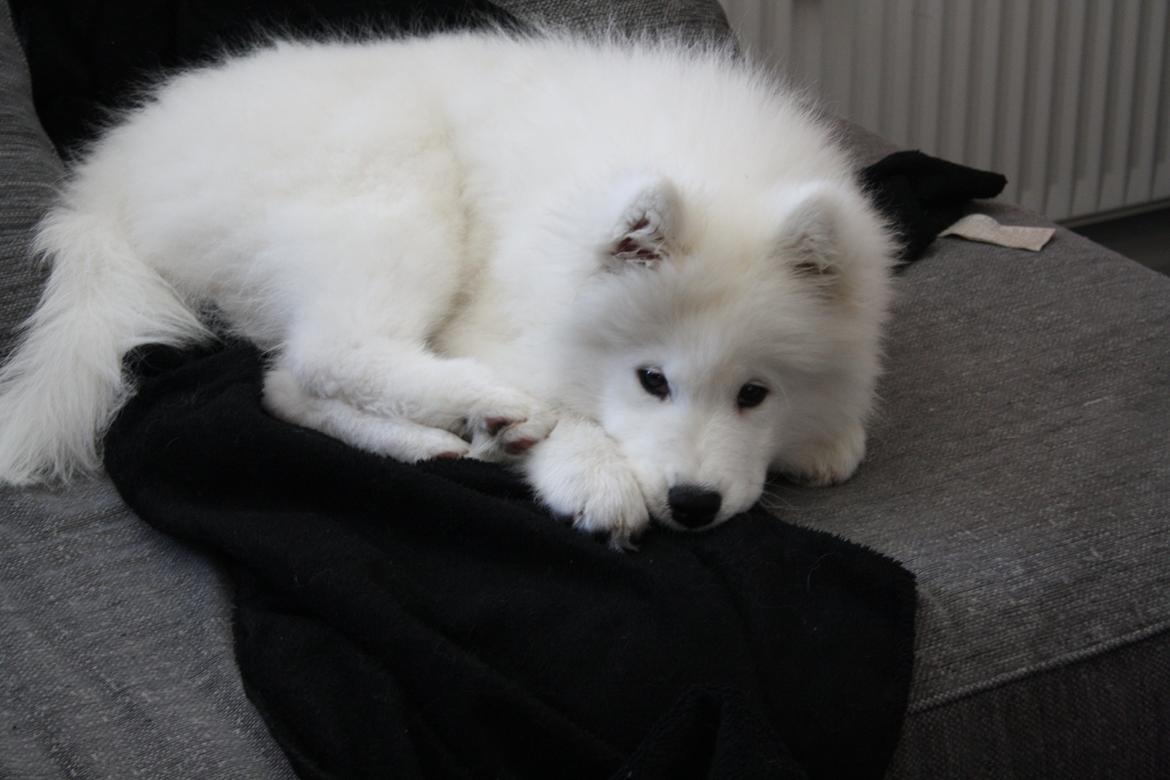 Samojedhund Whitespeciel's Blanc Bijou Raguel (Dexter) billede 22