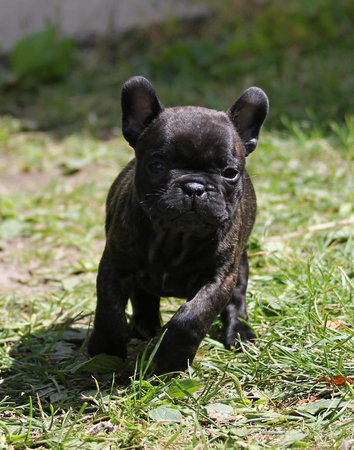 Fransk bulldog Venges Marseille "Bodil" - Bodil, 5 uger. Billede taget af 'kennelmutter', Anne-Marie fra Kennel Venges. :-) billede 12