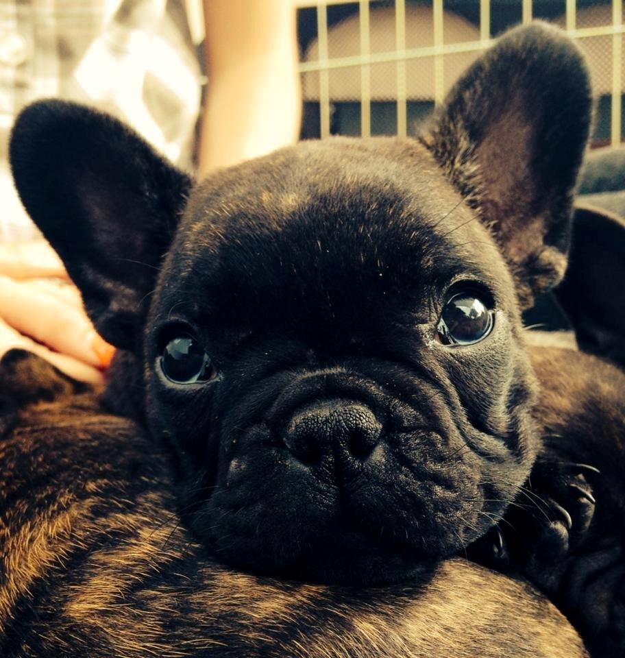 Fransk bulldog Venges Marseille "Bodil" - Nede for at besøge Bodil på kennelen da hun var 6 uger. :-) billede 11