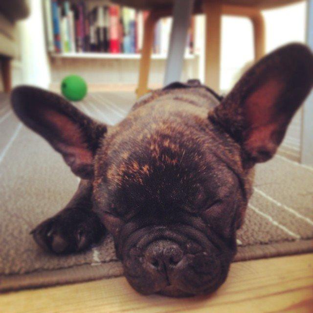 Fransk bulldog Venges Marseille "Bodil" - Sjove billeder af Bodils paraboler ;-) Her er hun 10 uger. billede 9