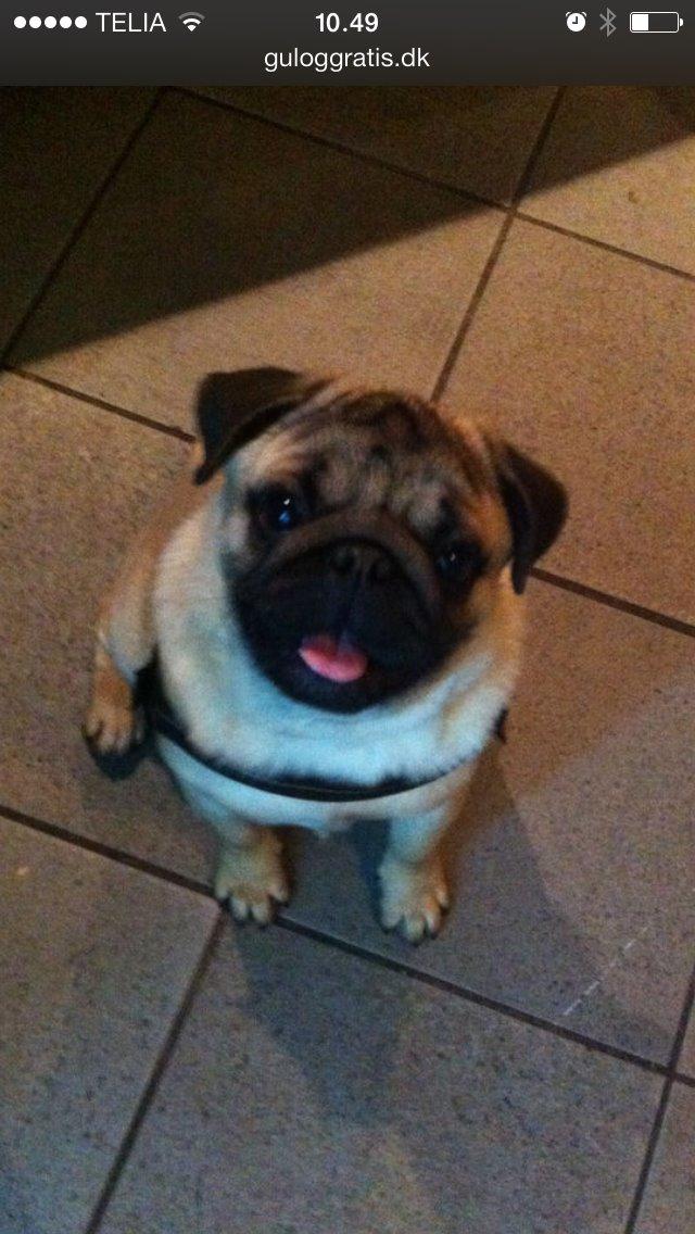 Mops Bobby Olsen billede 10