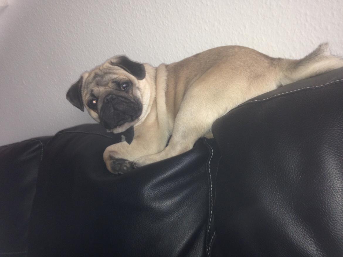 Mops Bobby Olsen billede 21