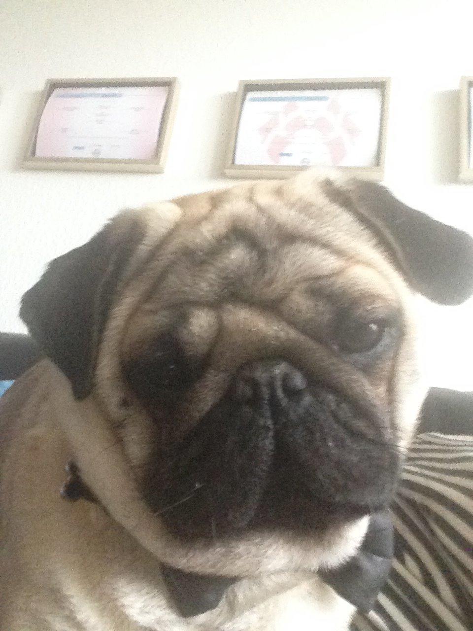 Mops Bobby Olsen billede 22