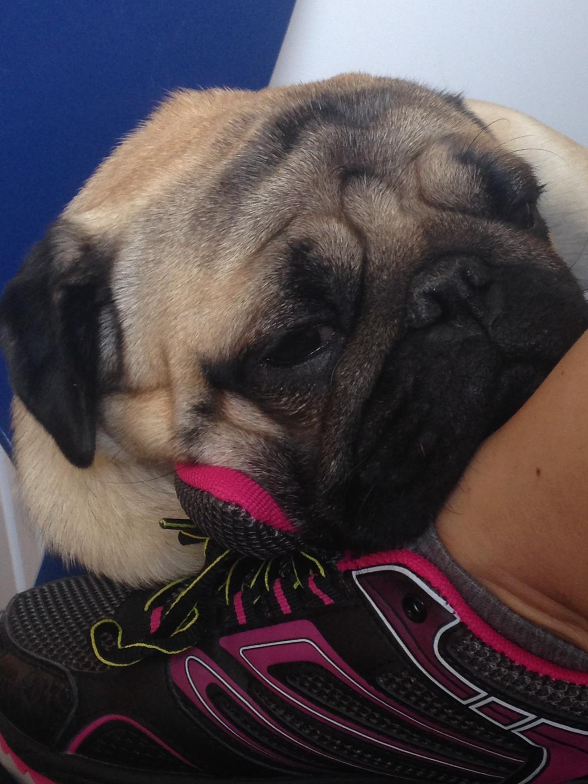 Mops Bobby Olsen billede 28