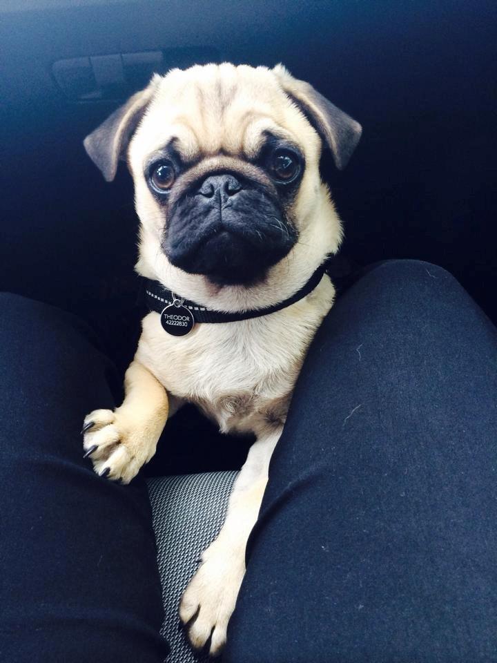 Mops Theodor billede 1