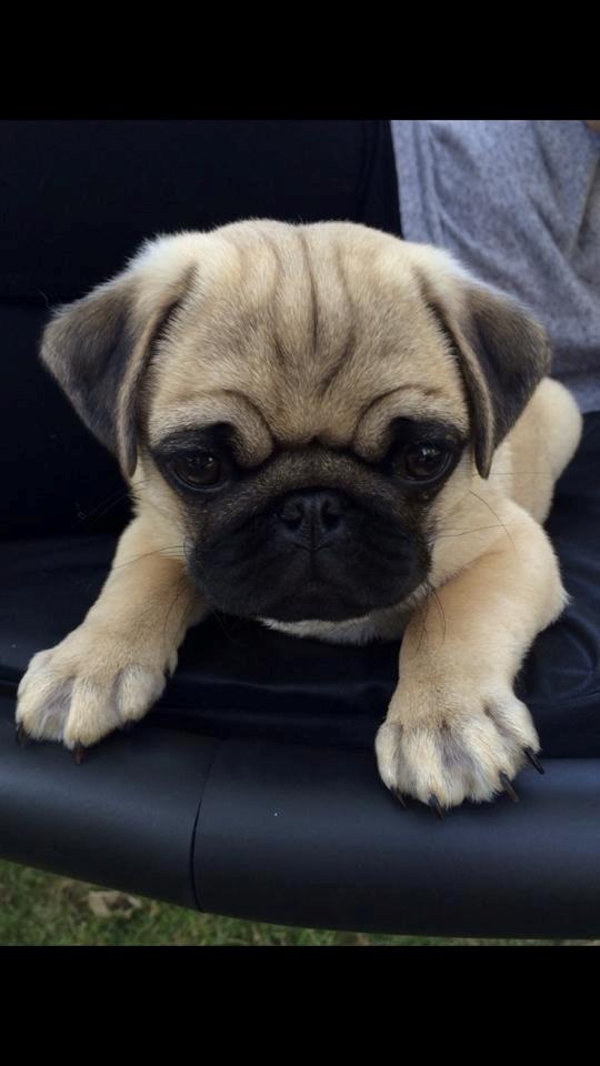 Mops Theodor billede 3