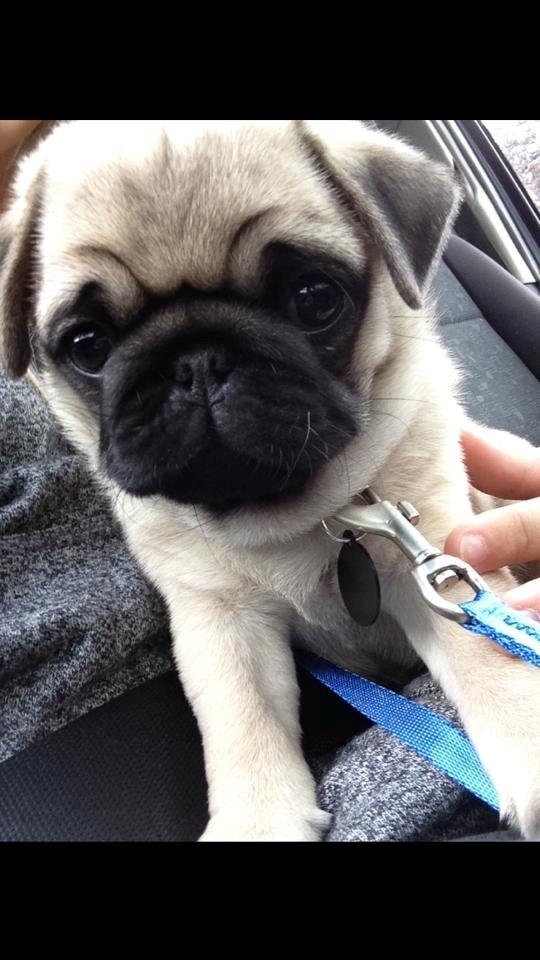 Mops Theodor billede 5