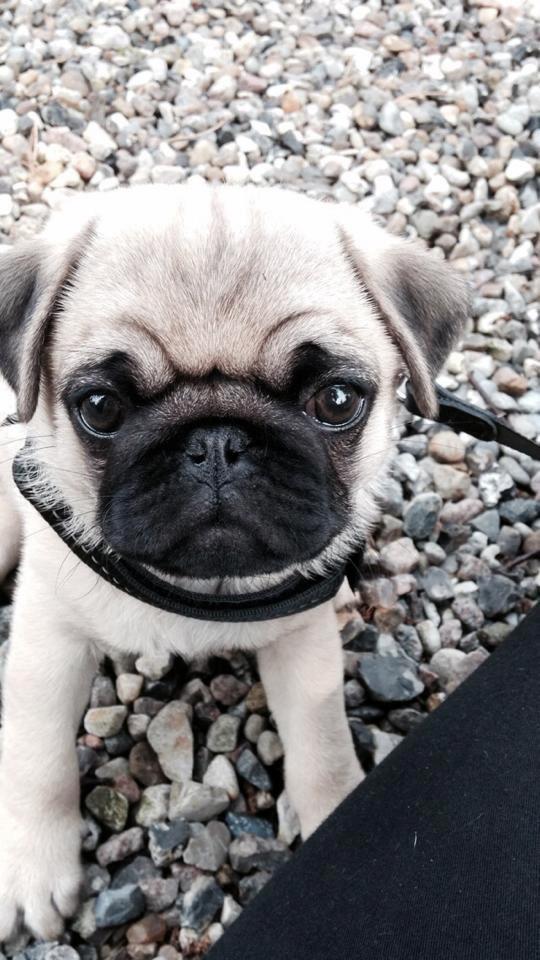 Mops Theodor billede 4