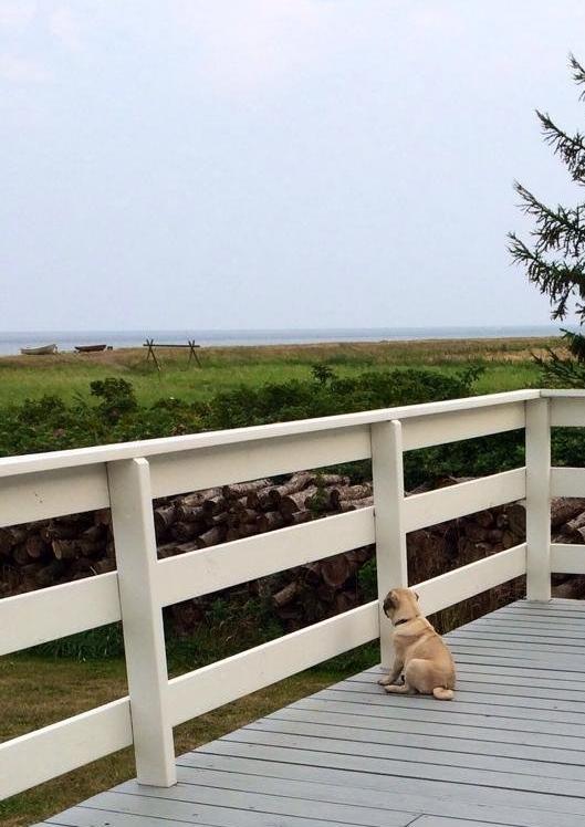 Mops Theodor billede 2