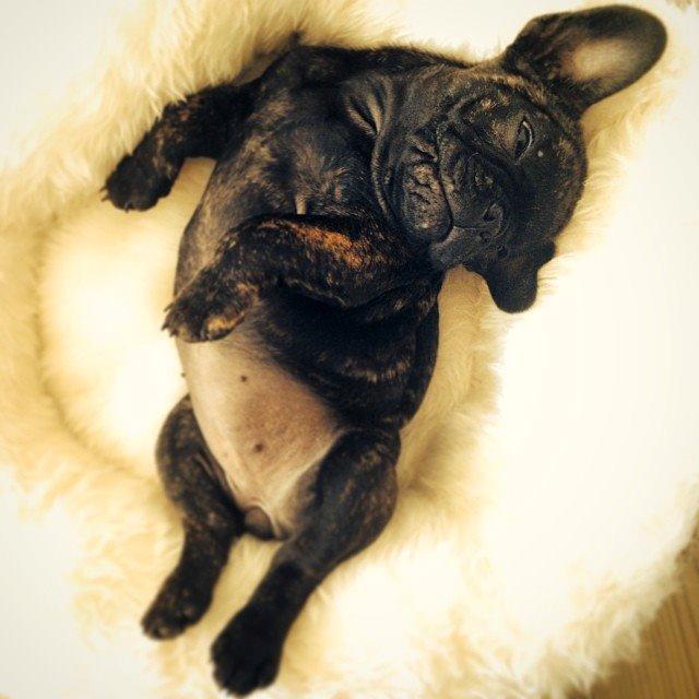 Fransk bulldog Venges Marseille "Bodil" - Endelig kom hun hjem til os <3. Hun har self. fået en lækker blød kurv at sove i. billede 10