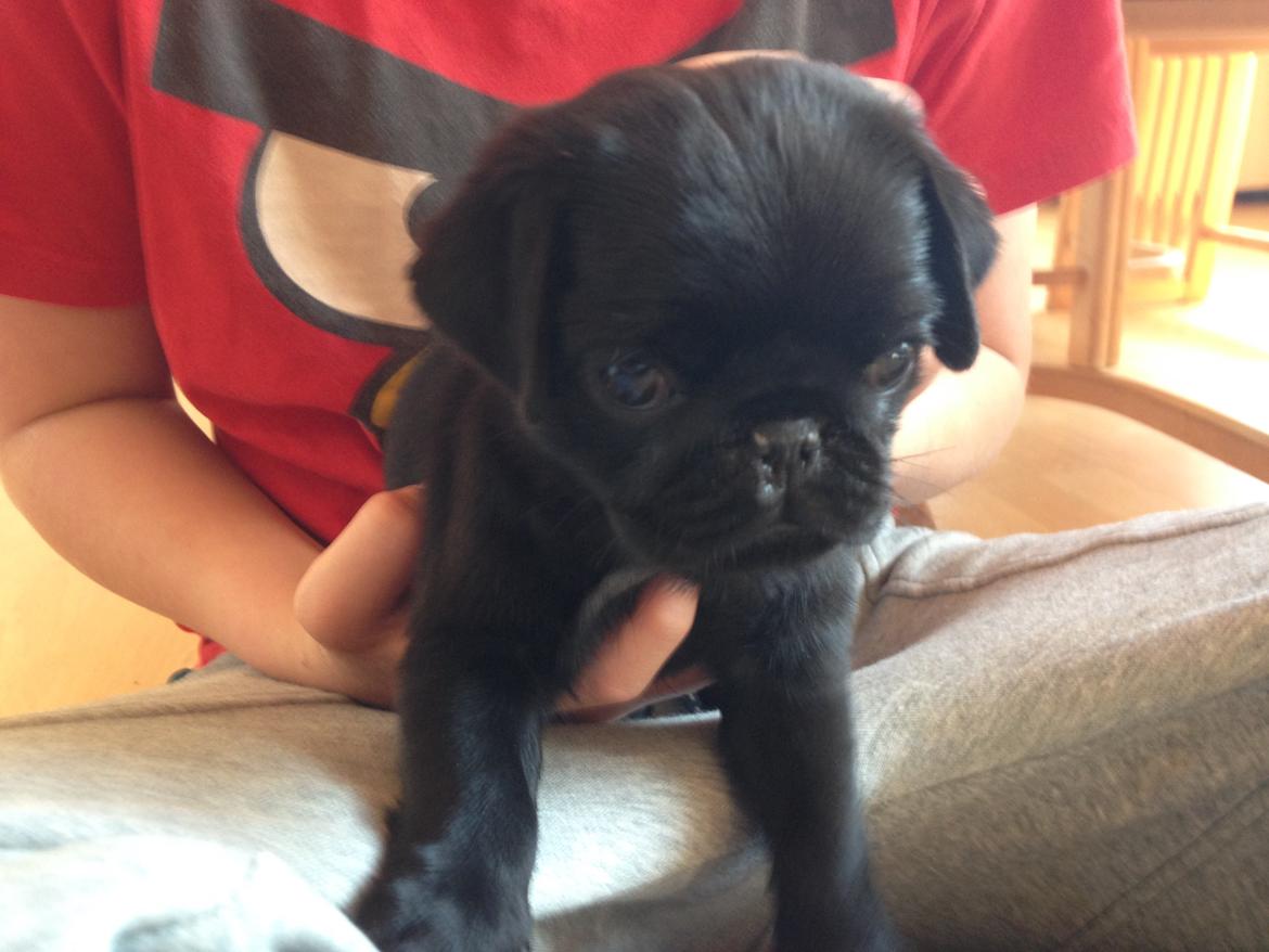 Mops Midas billede 12