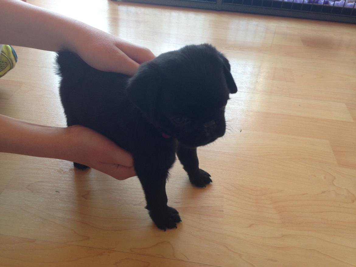 Mops Midas billede 13