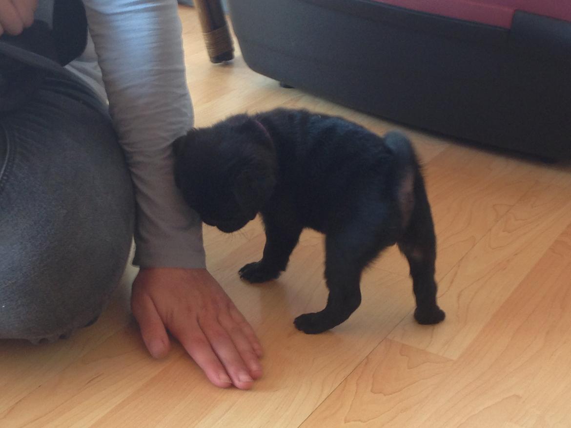 Mops Midas billede 14